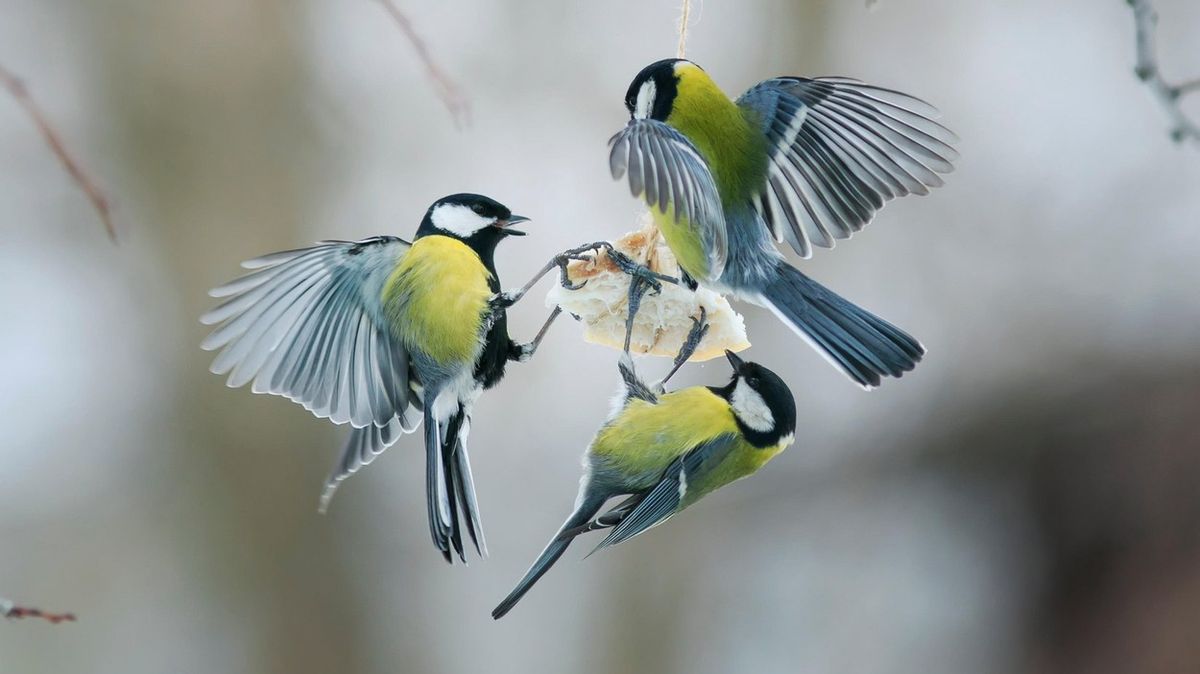 KVÍZ: Jak dobře znáte ptáky našich zahrad?